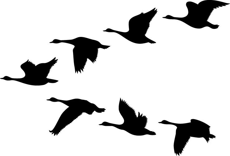 Geese